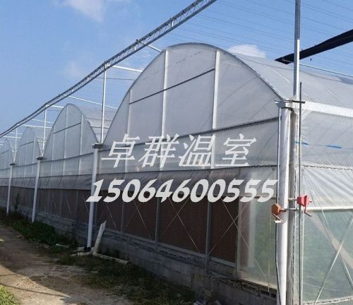 山東省青島市膠州市連棟薄膜溫室。